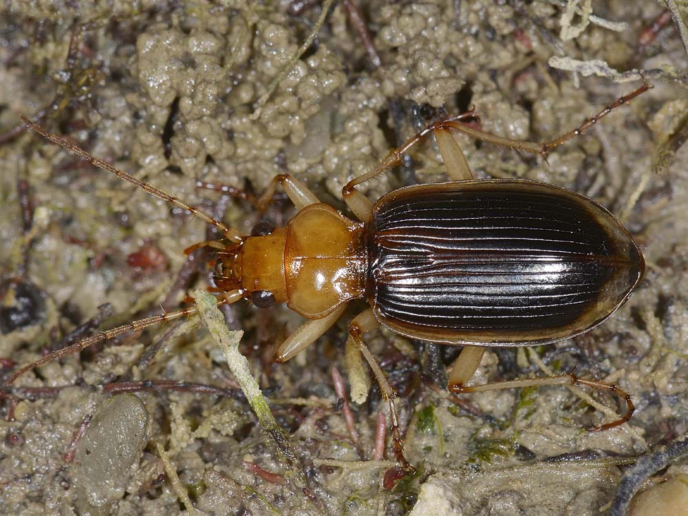 Nebria psammodes